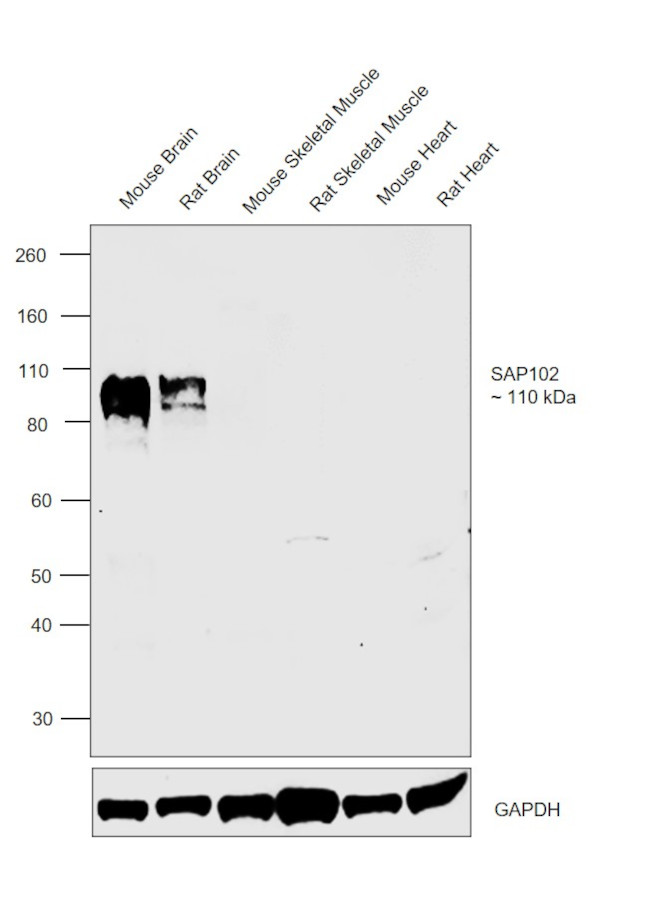 SAP102 Antibody