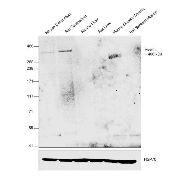 Reelin Antibody in Western Blot (WB)