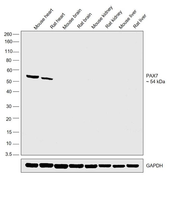 PAX7 Antibody in Western Blot (WB)