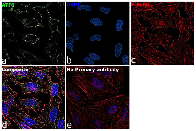 ATF6 Antibody in Immunocytochemistry (ICC/IF)