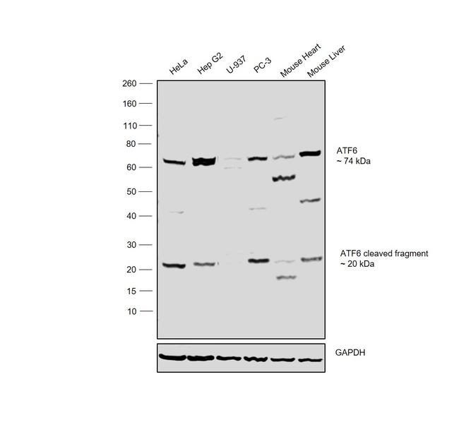 ATF6 Antibody in Western Blot (WB)