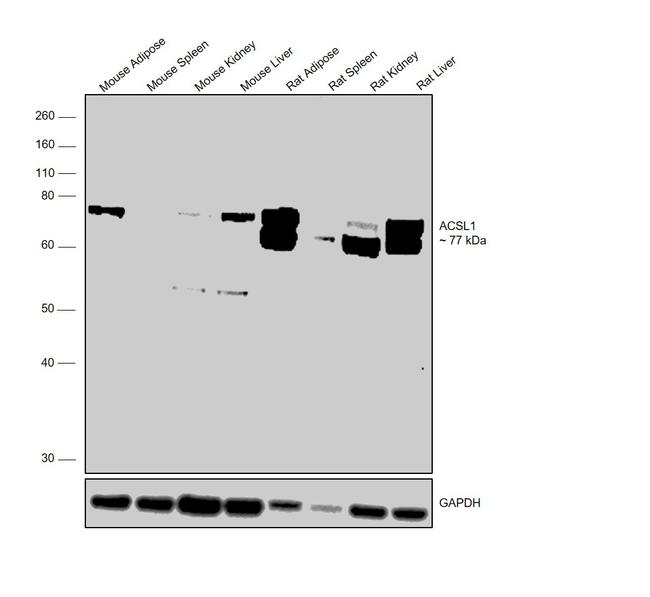 ACSL1 Antibody in Western Blot (WB)