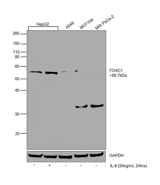 FOXC1 Antibody in Western Blot (WB)