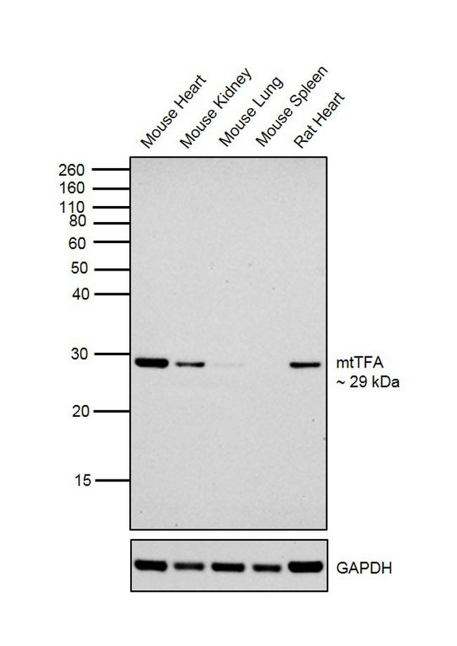 TFAM Antibody in Western Blot (WB)