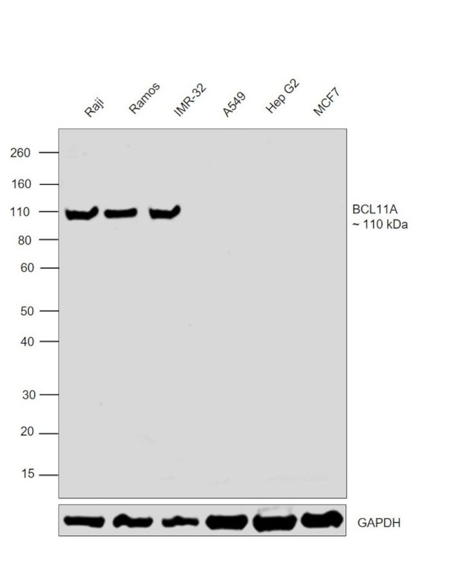 BCL11A Antibody