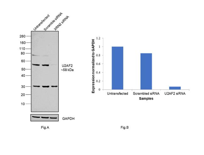 U2AF2 Antibody in Western Blot (WB)