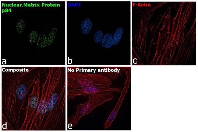 Nuclear Matrix Protein p84 Antibody in Immunocytochemistry (ICC/IF)