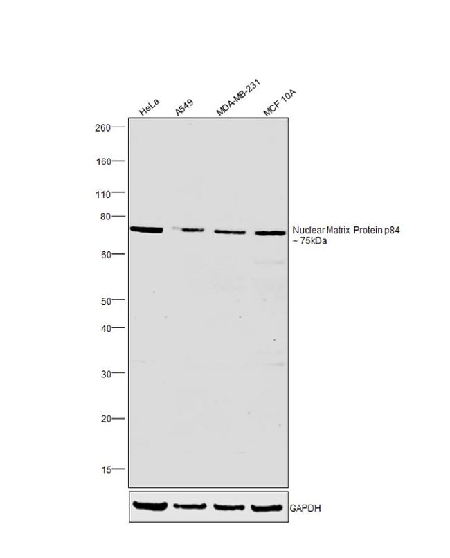 Nuclear Matrix Protein p84 Antibody in Western Blot (WB)