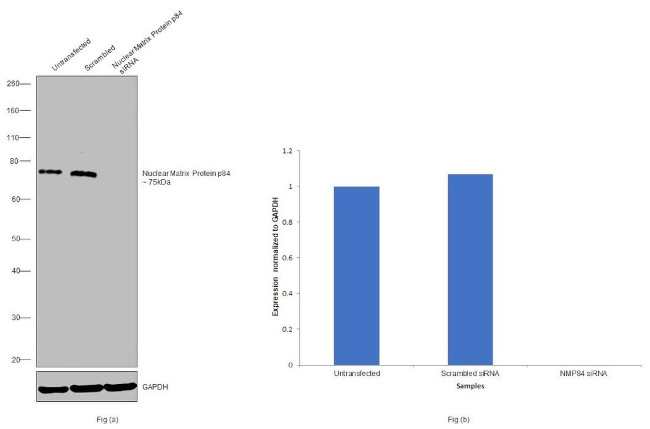 Nuclear Matrix Protein p84 Antibody