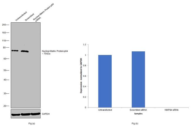 Nuclear Matrix Protein p84 Antibody in Western Blot (WB)