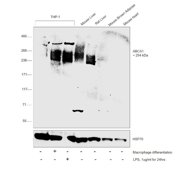 ABCA1 Antibody