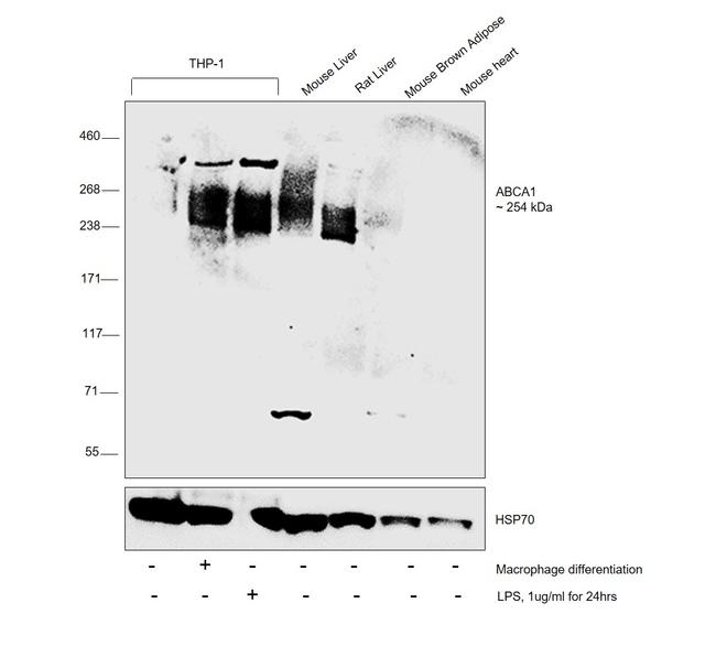 ABCA1 Antibody in Western Blot (WB)