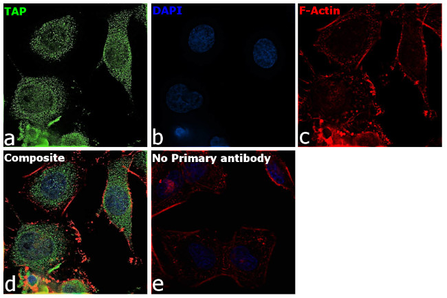 DCT Antibody in Immunocytochemistry (ICC/IF)