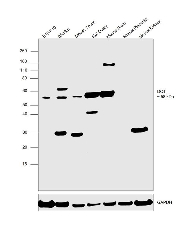 DCT Antibody in Western Blot (WB)