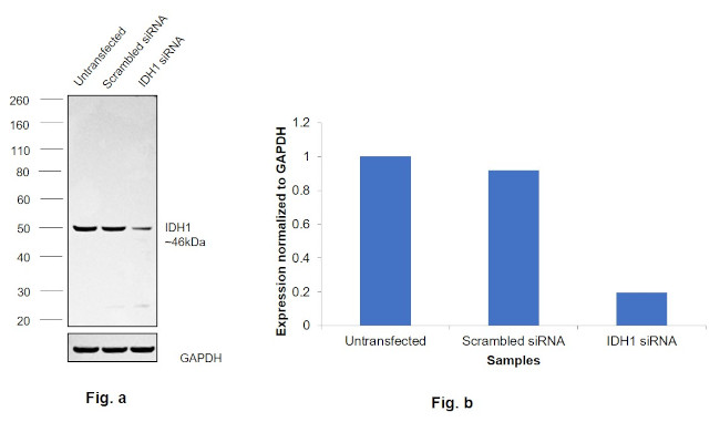 IDH1 Antibody