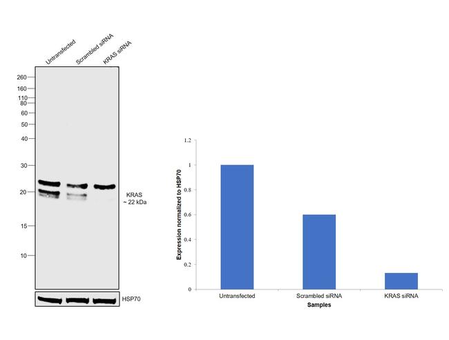 K-Ras Antibody in Western Blot (WB)