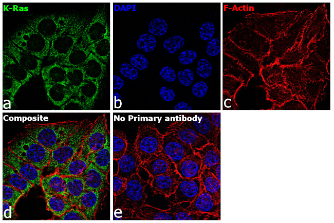 K-Ras Antibody in Immunocytochemistry (ICC/IF)