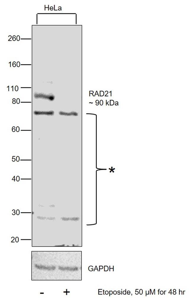 RAD21 Antibody in Western Blot (WB)