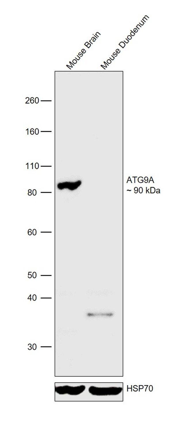 ATG9A Antibody in Western Blot (WB)