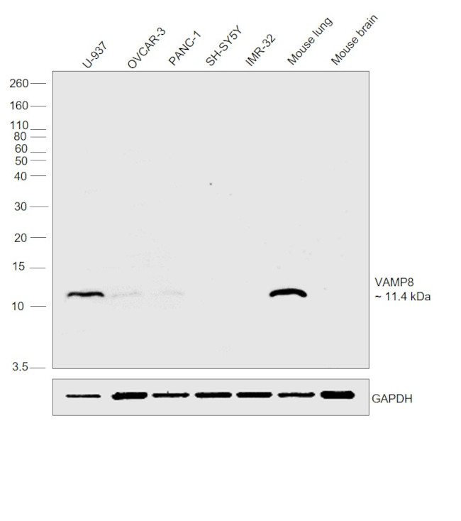 VAMP8 Antibody