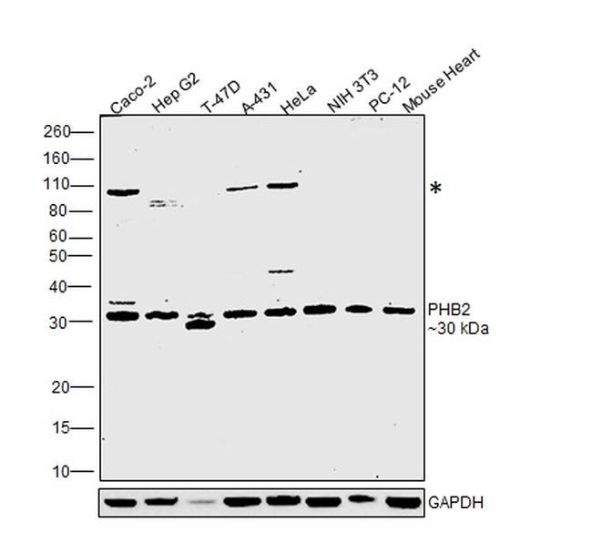 REA Antibody in Western Blot (WB)