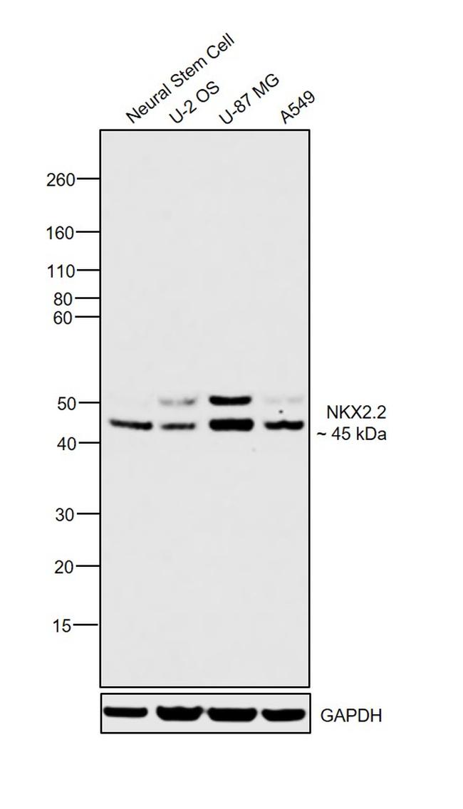 Nkx2.2 Antibody in Western Blot (WB)