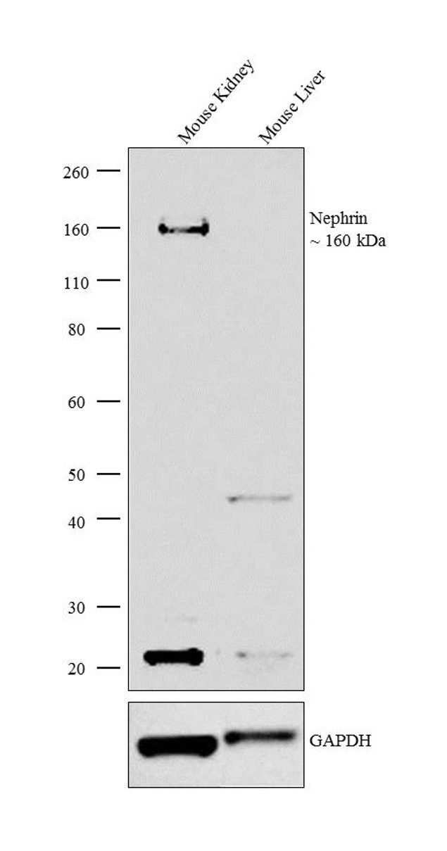 Nephrin Antibody