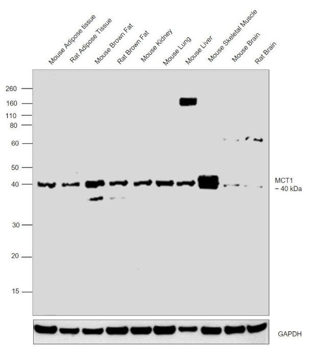 MCT1 Antibody