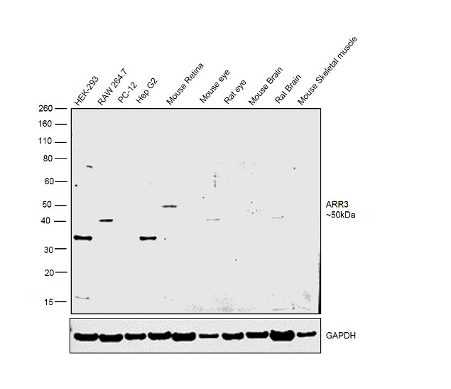 ARR3 Antibody