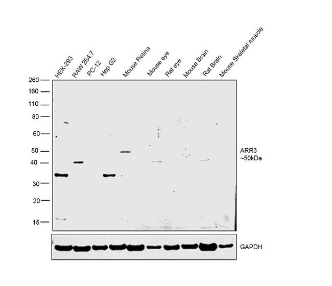 ARR3 Antibody in Western Blot (WB)