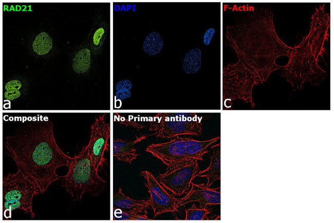 RAD21 Antibody in Immunocytochemistry (ICC/IF)