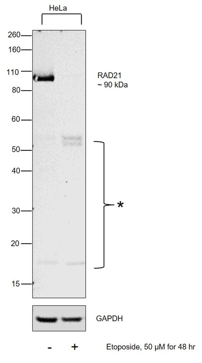 RAD21 Antibody in Western Blot (WB)