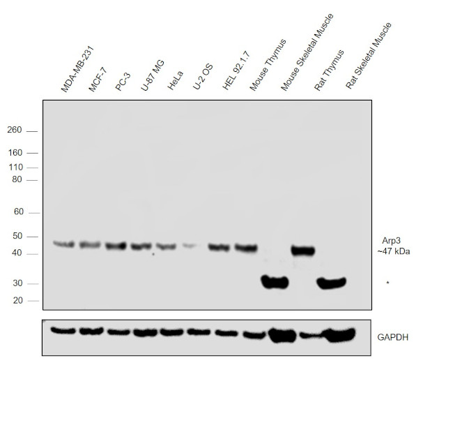 Arp3 Antibody