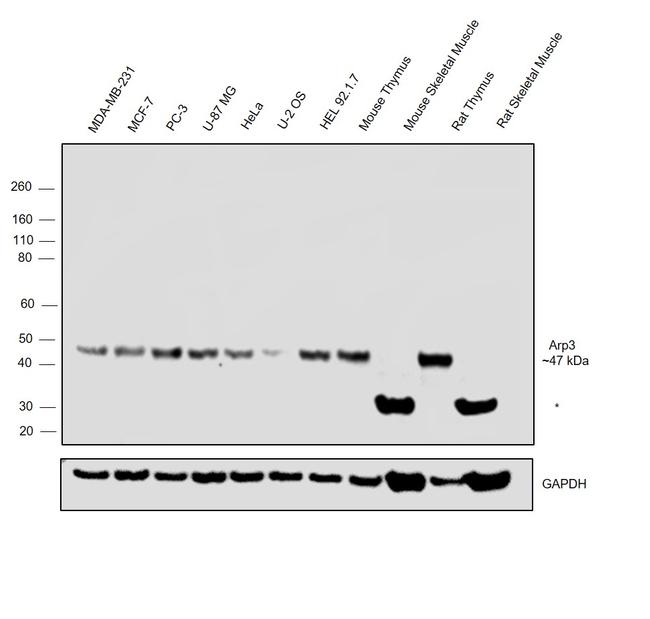 Arp3 Antibody in Western Blot (WB)