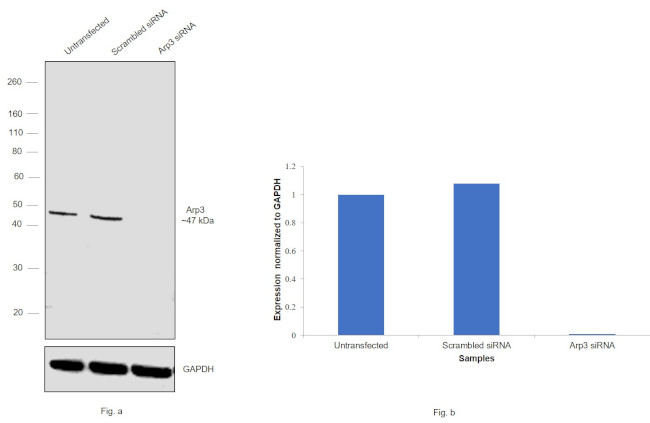 Arp3 Antibody