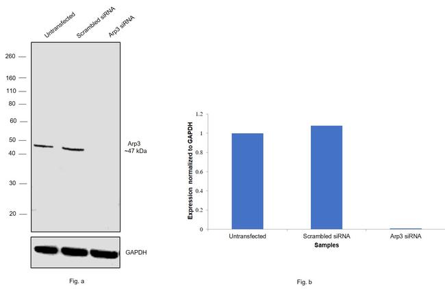 Arp3 Antibody in Western Blot (WB)