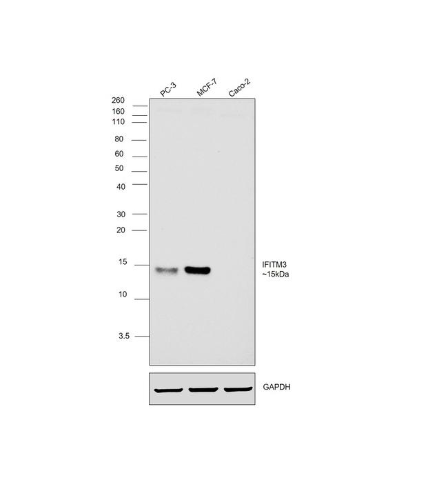 IFITM3 Antibody in Western Blot (WB)