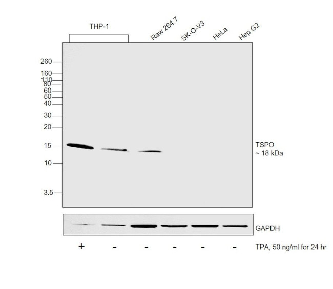 TSPO Antibody