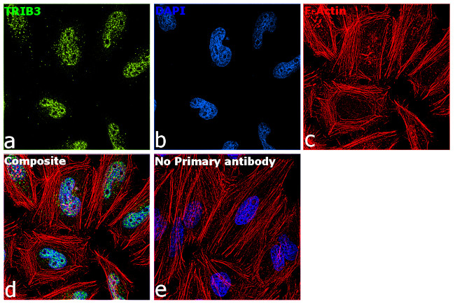 TRIB3 Antibody in Immunocytochemistry (ICC/IF)