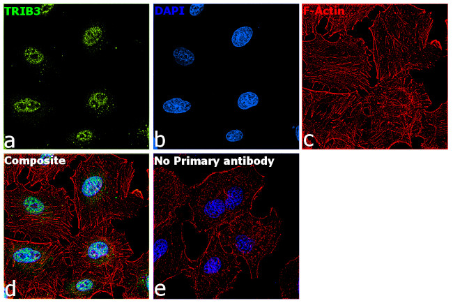 TRIB3 Antibody in Immunocytochemistry (ICC/IF)