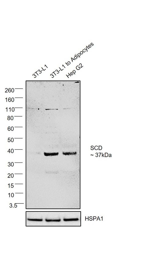 SCD Antibody in Western Blot (WB)