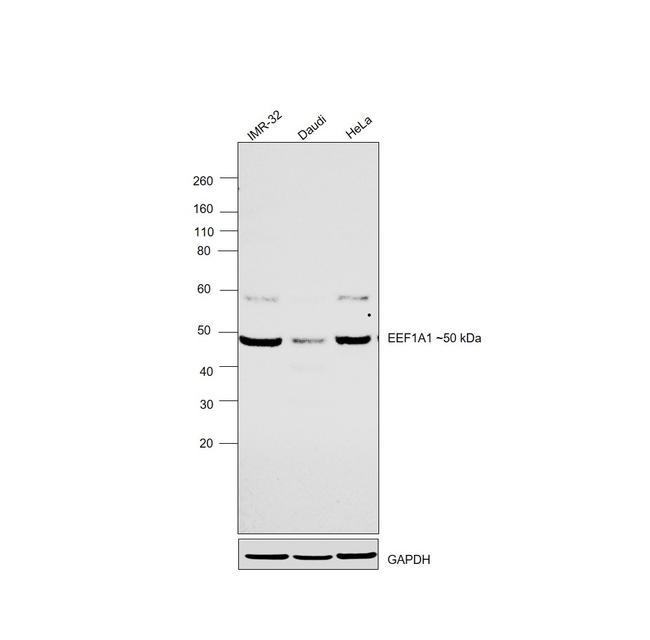 EEF1A1 Antibody in Western Blot (WB)