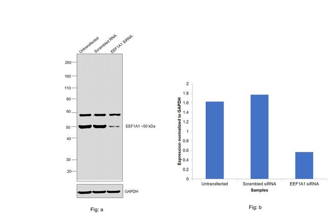 EEF1A1 Antibody in Western Blot (WB)