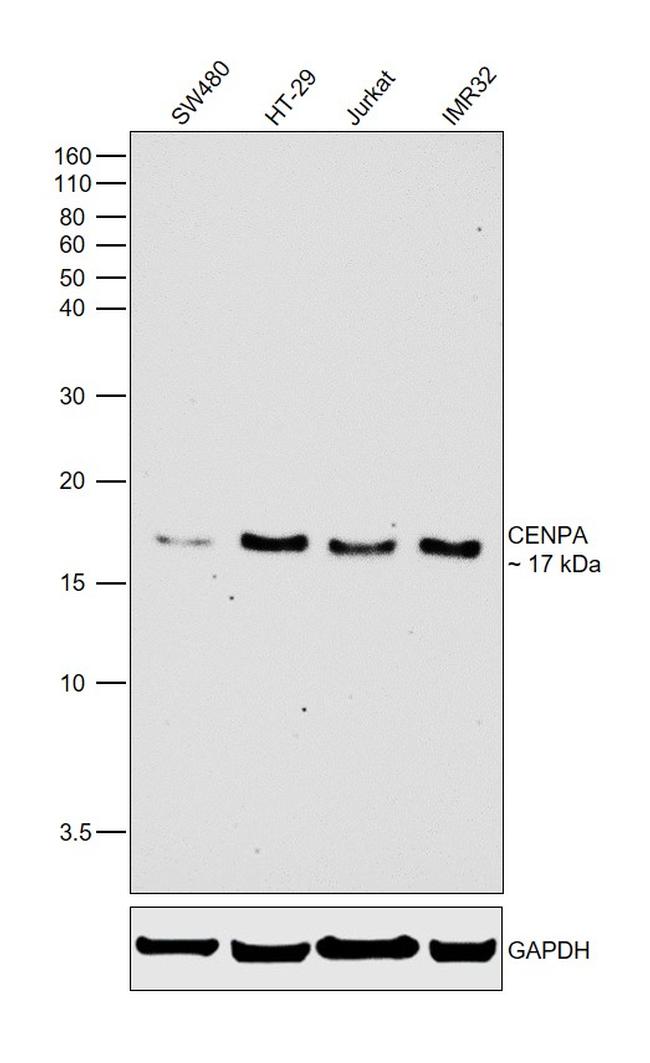 CENPA Antibody in Western Blot (WB)