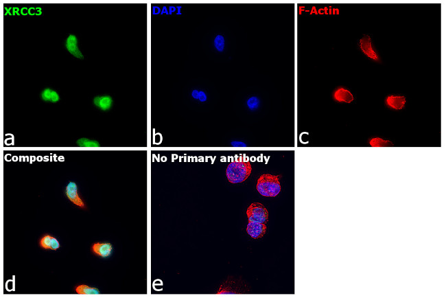 XRCC3 Antibody in Immunocytochemistry (ICC/IF)