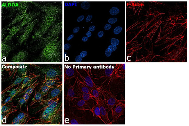 Aldolase A Antibody in Immunocytochemistry (ICC/IF)