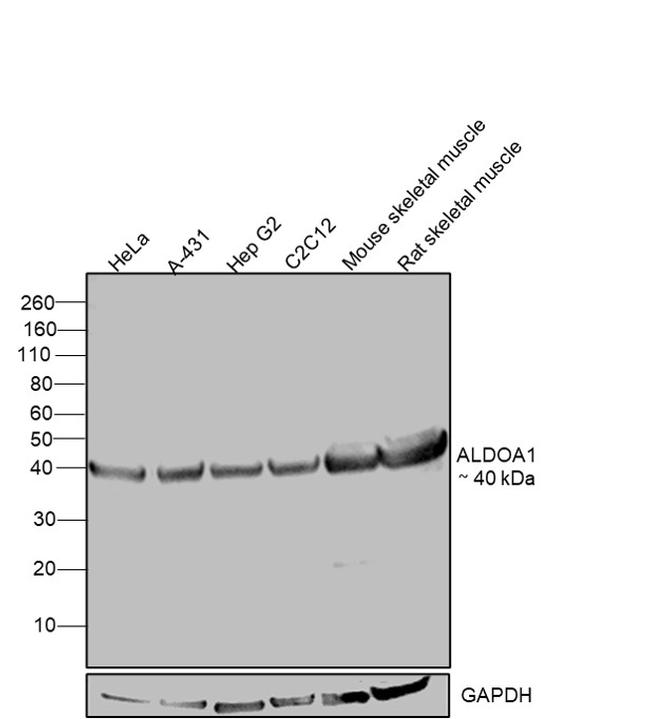 Aldolase A Antibody in Western Blot (WB)