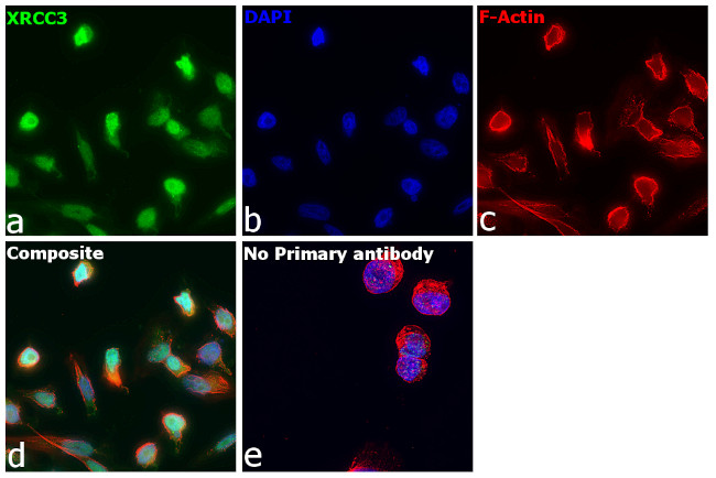 XRCC3 Antibody in Immunocytochemistry (ICC/IF)