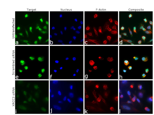 XRCC3 Antibody in Immunocytochemistry (ICC/IF)