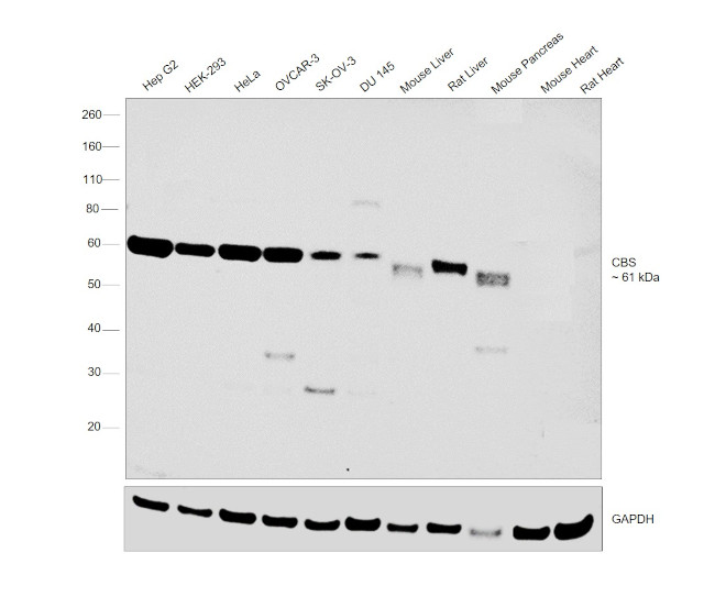 CBS Antibody